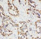 Anti-Paxillin Antibody